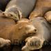 Sea Lions  -  California_USA   -   2009