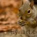 Squirrell  -  California_USA   -   2009